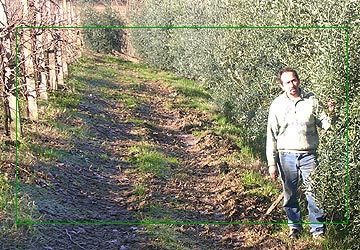 l'olivicoltore Tommasi nel suo oliveto